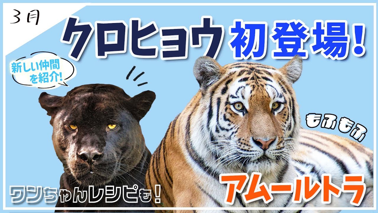 🐯 迫力満点！アムールトラ＆希少なクロヒョウの貴重な姿を大公開 🖤