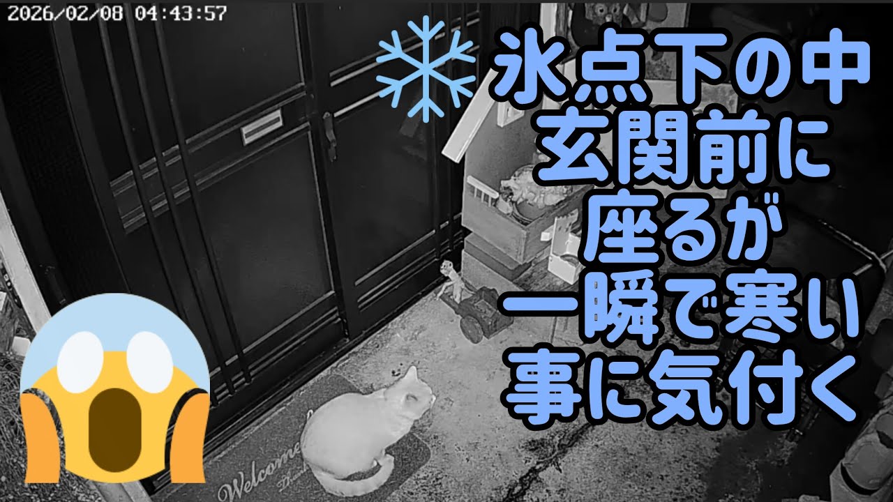 今週の訪問者（2026.02.08〜02.14）#88