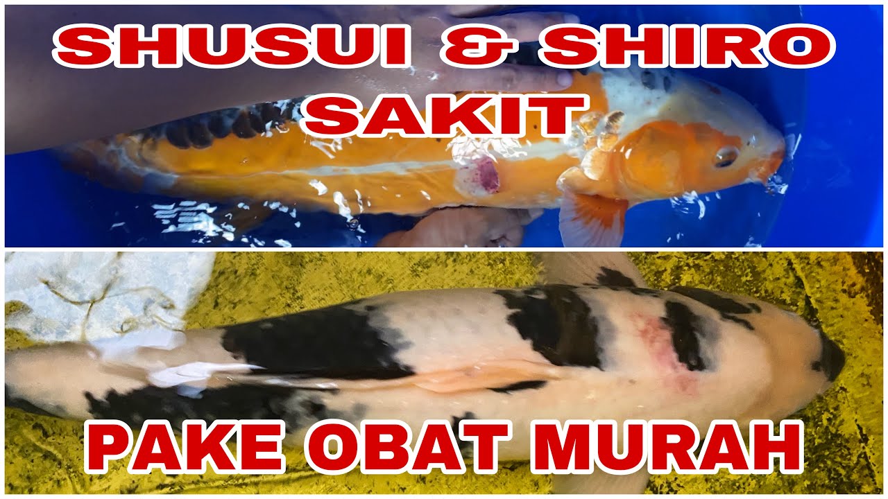 OBAT MURAH UNTUK PENGOBATAN KOI SAKIT | Shusui shiro cara pengobatan