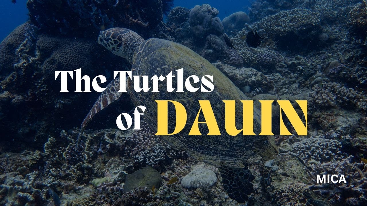 Turtles around the House Reef