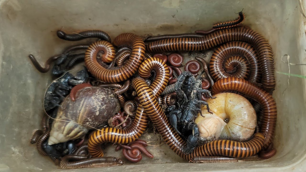 Professional Catches Venomous Scorpion, Giant millipede, Small Banana Millipedes, Toxic Insects