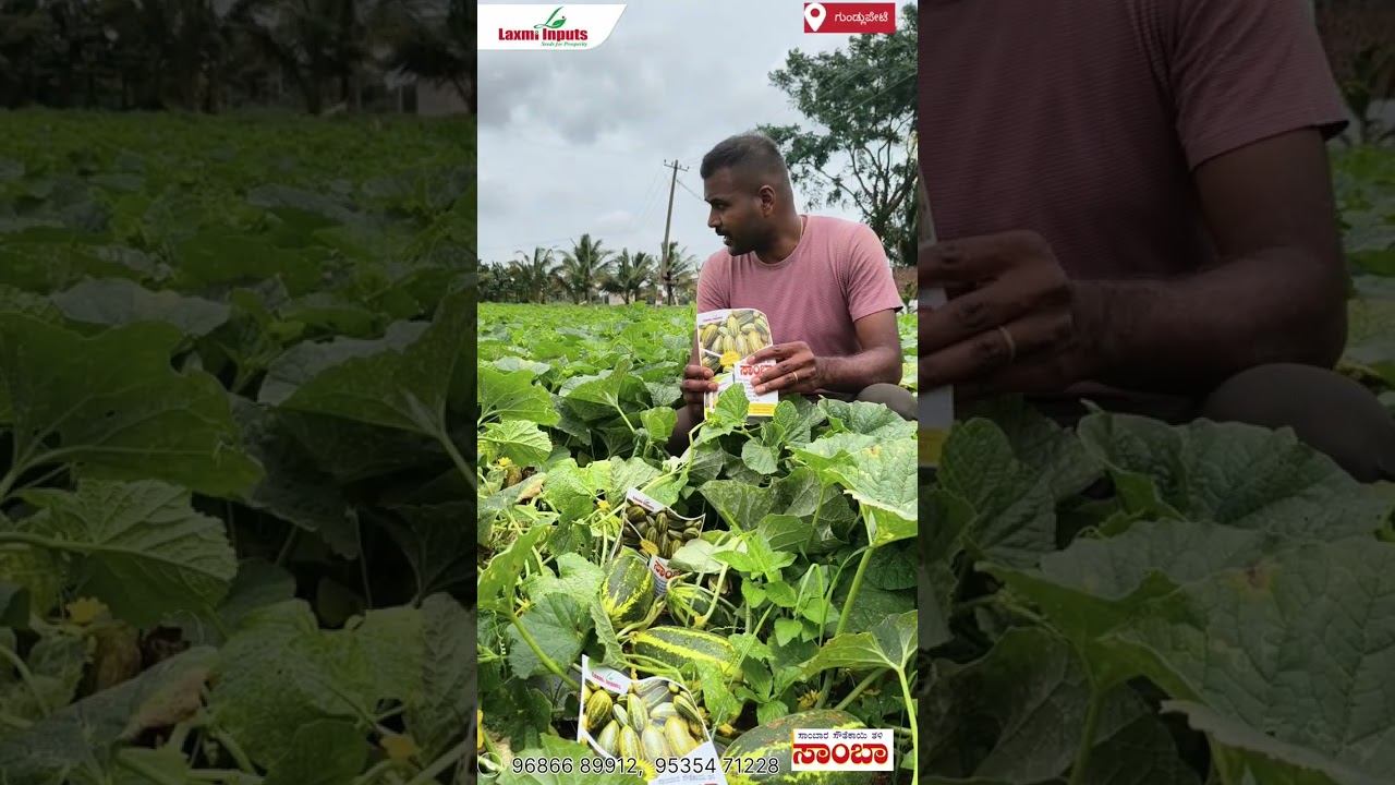 LHC-SAMBA,#laxmi #sambarcucumber #samba #kolartomatorates #vegitablemarket #agriculture #vegetables 