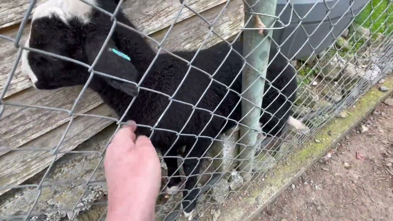 I heard a stressed lamb calling & found it trapped. I had to laugh