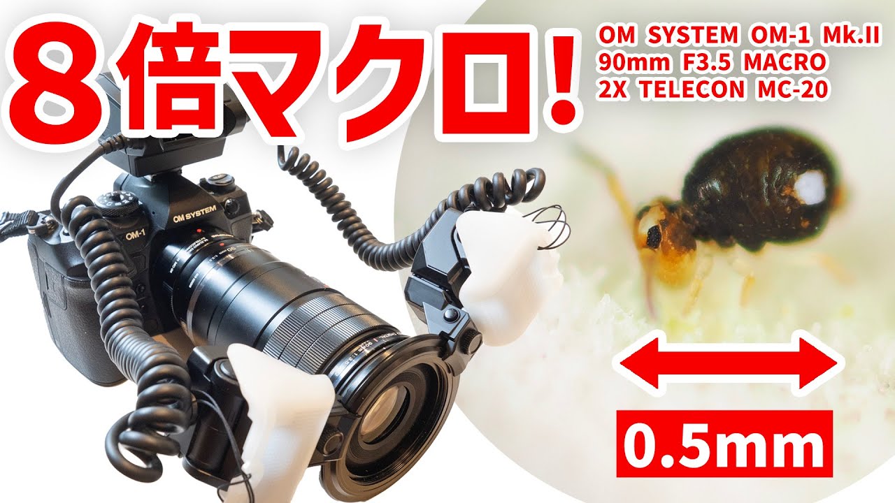 【8倍マクロ】で【1mm以下】の微小動物を撮影！OM SYSTEM OM-1+M.ZUIKO DIGITAL 90mm F3.5 Macro IS PRO+2X TELECONVERTER MC-20