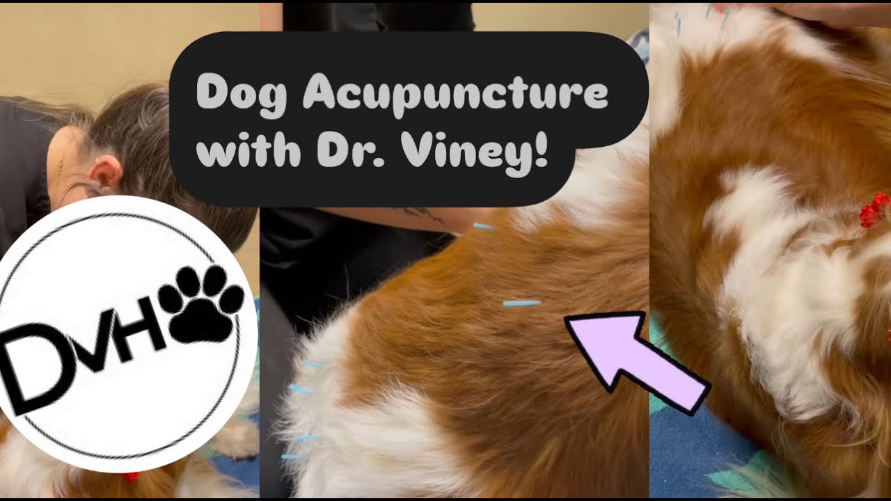 Everything You Need to Know About Dog Acupuncture with Dr. Viney