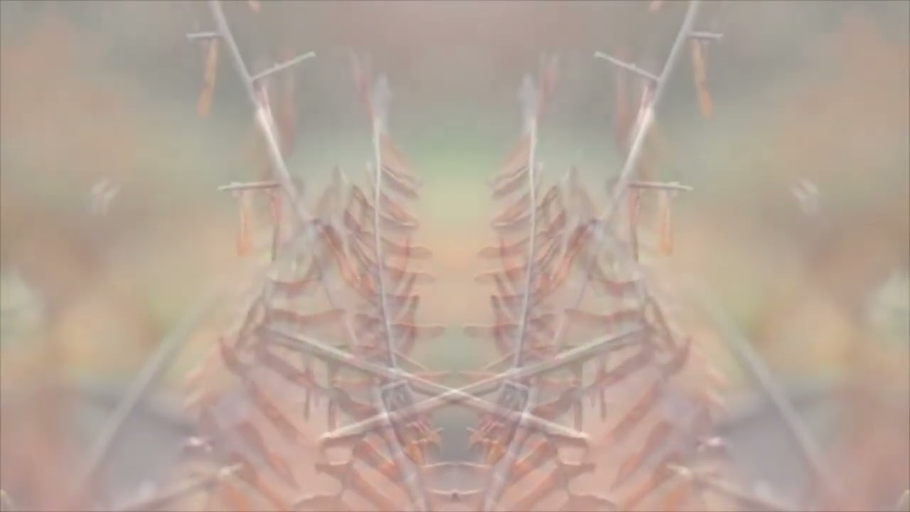 Funkamel - Sendero [Camel Riders]