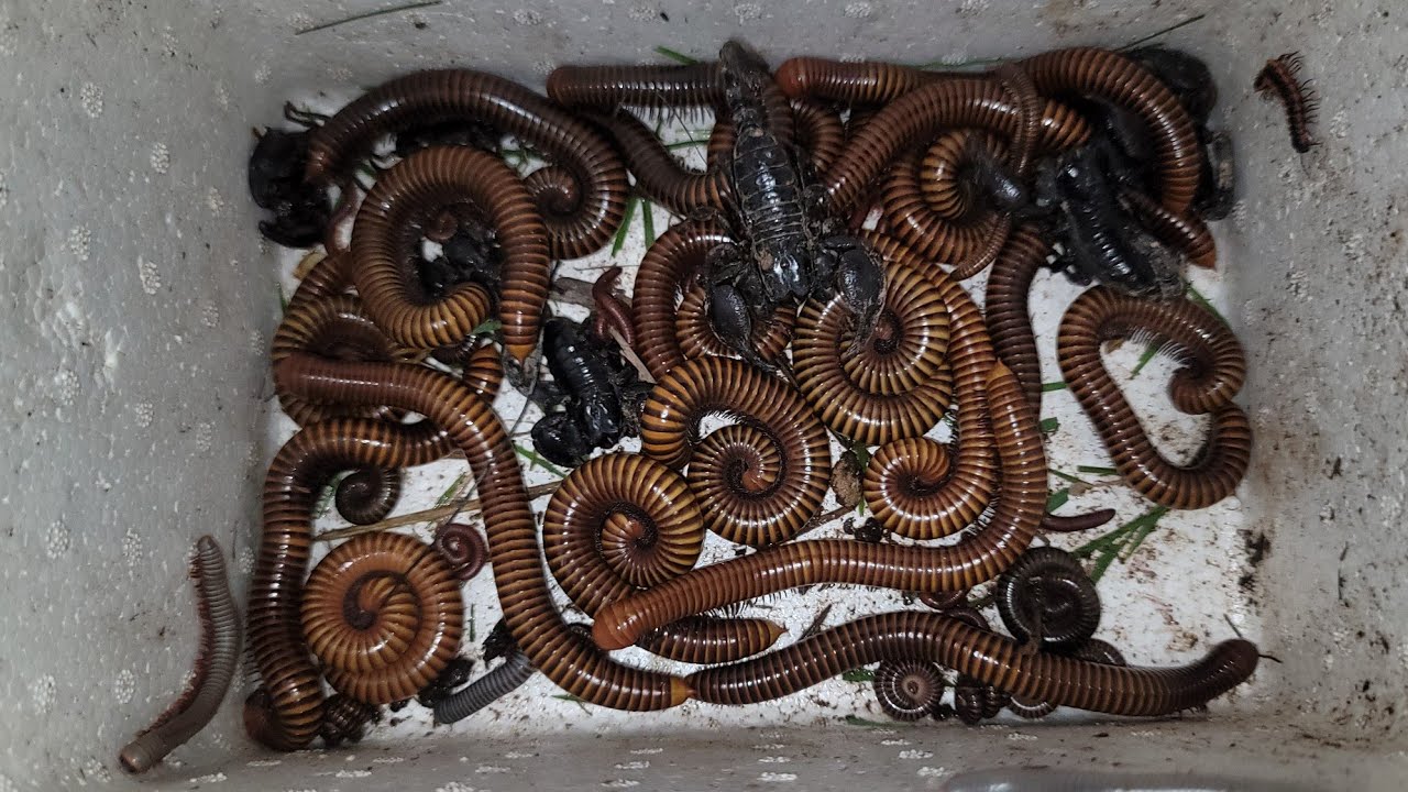 Catch Many many Giant Millipedes, Venomous Scorpions, White Millipede, Red Spotted Millipede..