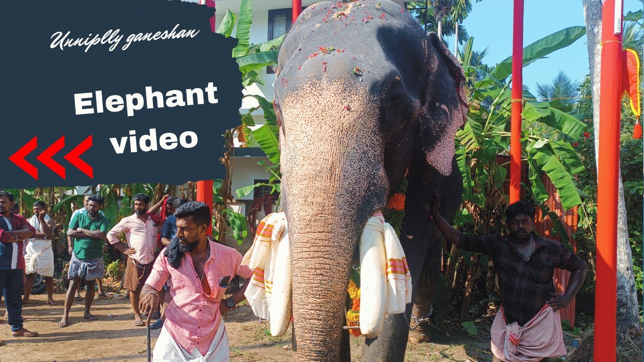 Unnipilly Ganeshan  Elephant Video #elephant