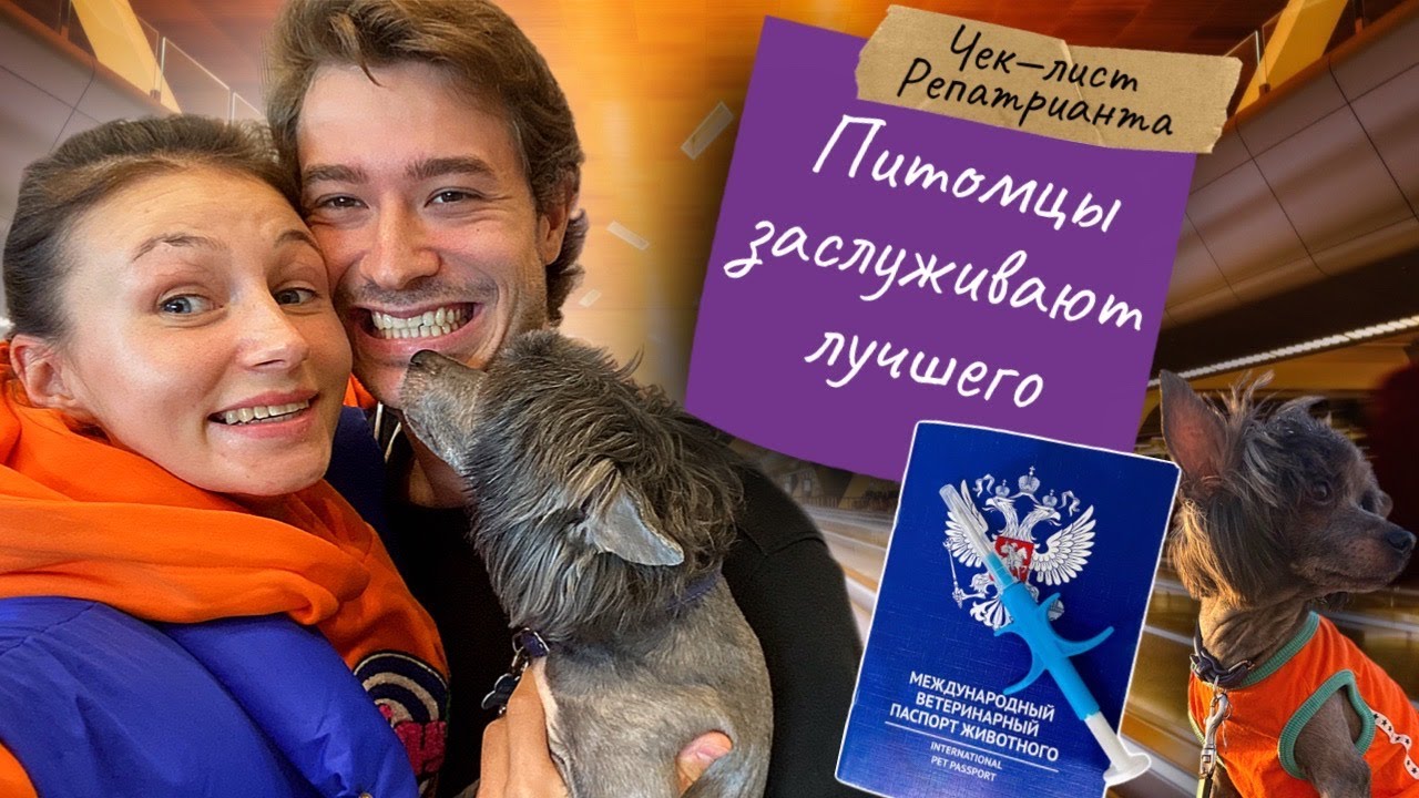 Как без проблем перевезти питомцев | Израиль для животных
