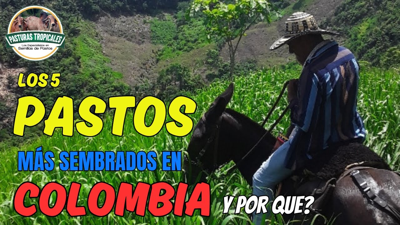 Los 5 PASTOS M&Aacute;S SEMBRADOS  en COLOMBIA y porqu&eacute;  #ganaderiacolombiana #ganaderoscolombia
