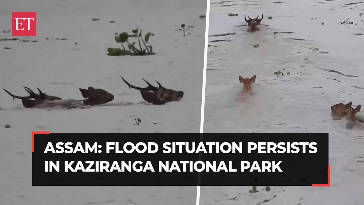 Assam: Flood situation prevails in Kaziranga National Park as water rises considerably