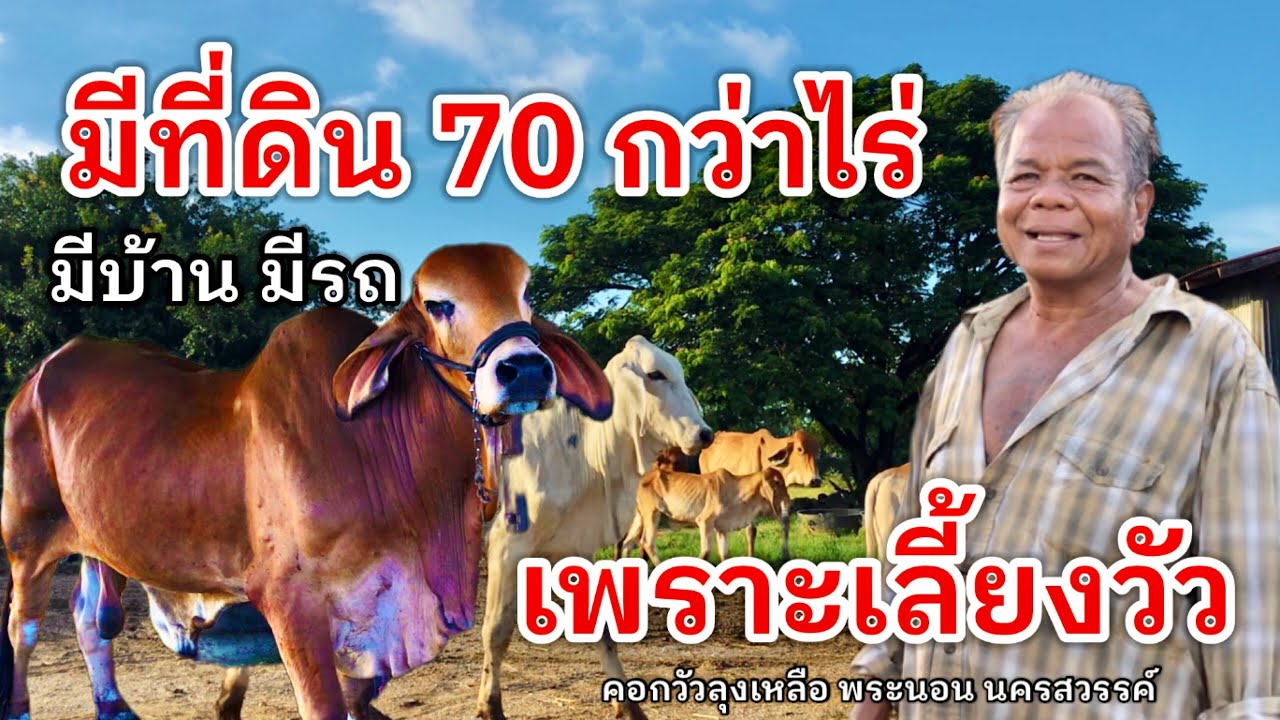 เลี้ยงวัวไล่ทุ่ง มีที่ดินกว่า 70 ไร่ มีบ้าน มีรถ เพราะเลี้ยงวัว | คอกวัวลุงเหลือ พระนอน นครสวรรค์