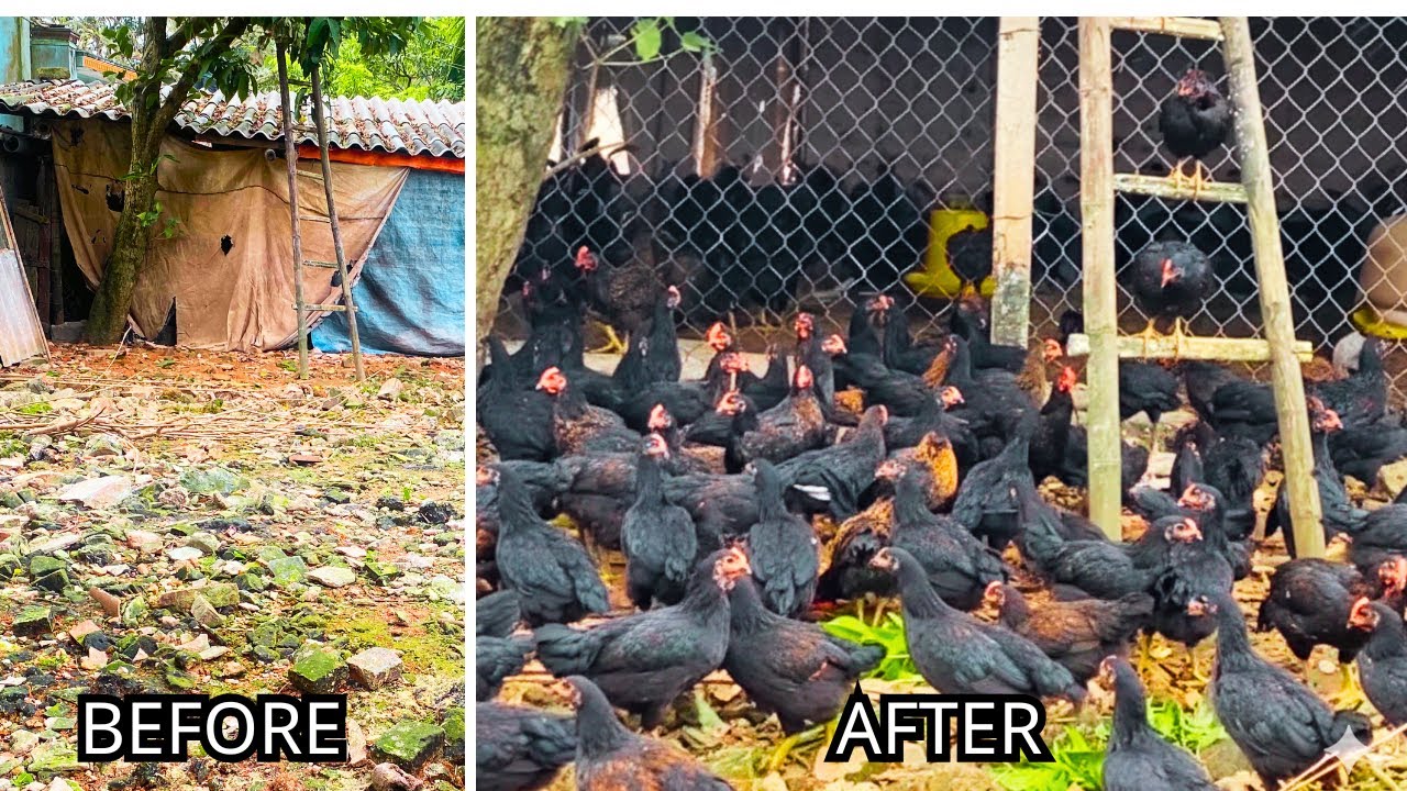 Finally Free: 300 Chickens Run Wild | 50-Day-Old Chickens! ☀️🏡