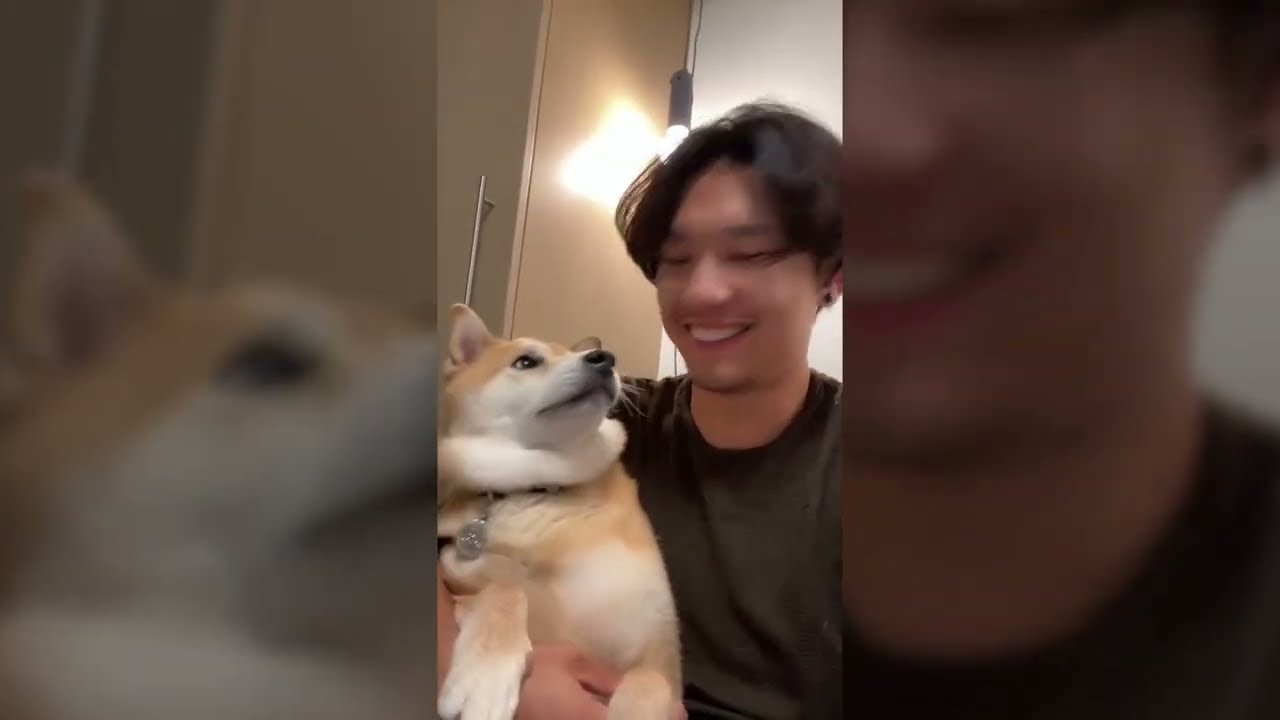 Видеоролики о сиба-ину, которые помогут вам избавиться от депрессии — 5