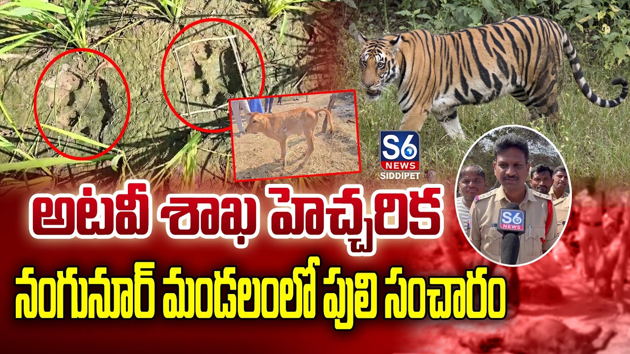 ఘనపూర్‌లో పులి సంచారం | Tiger movement in Nangunur Mandal | S6 News Siddipet