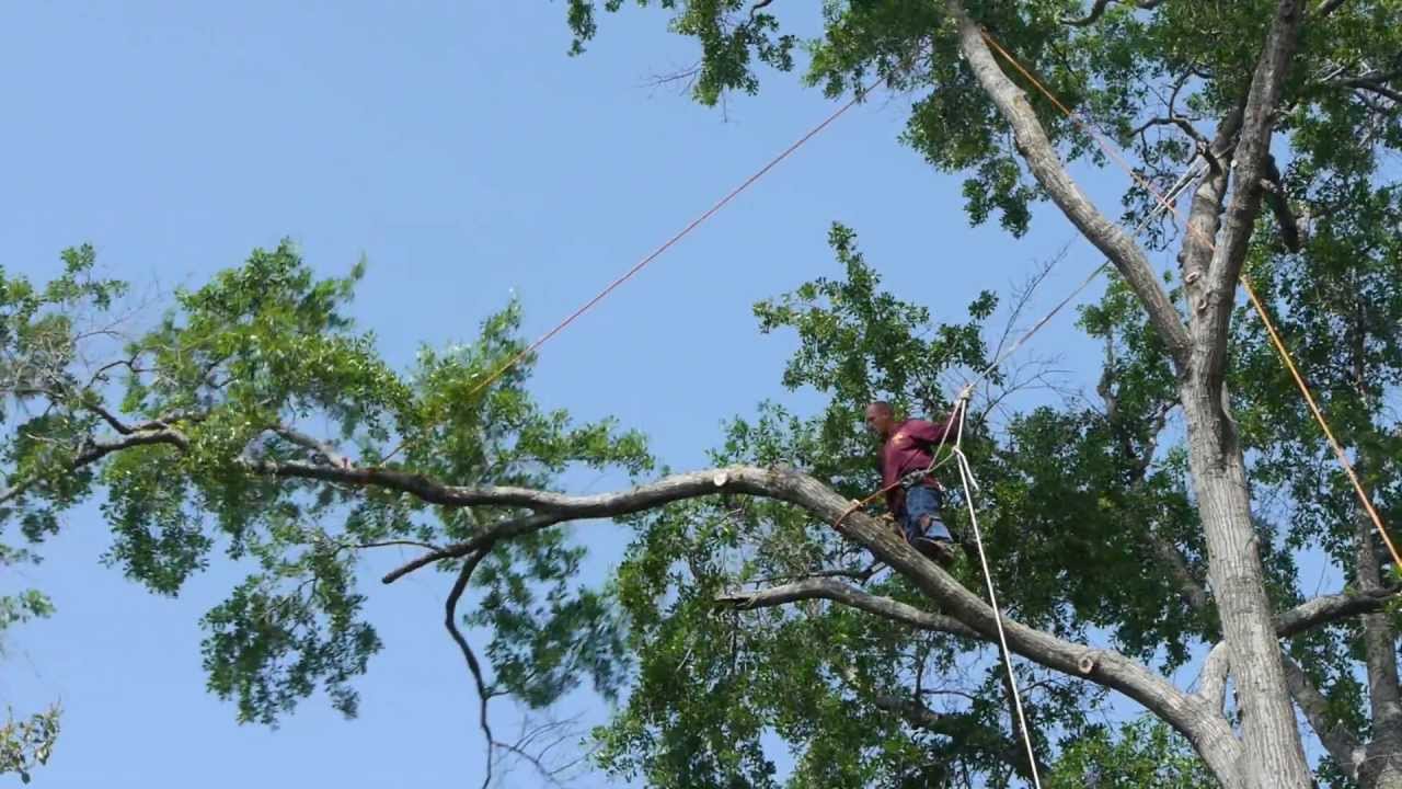 Tree Cutting