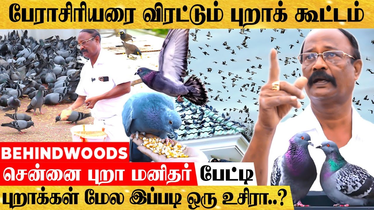 நொடியில் சுற்றி வளைத்த 1000 புறாக்கள்..🕊 😲 மிரள வைக்கும்  பறவை மனிதனின் பேட்டி