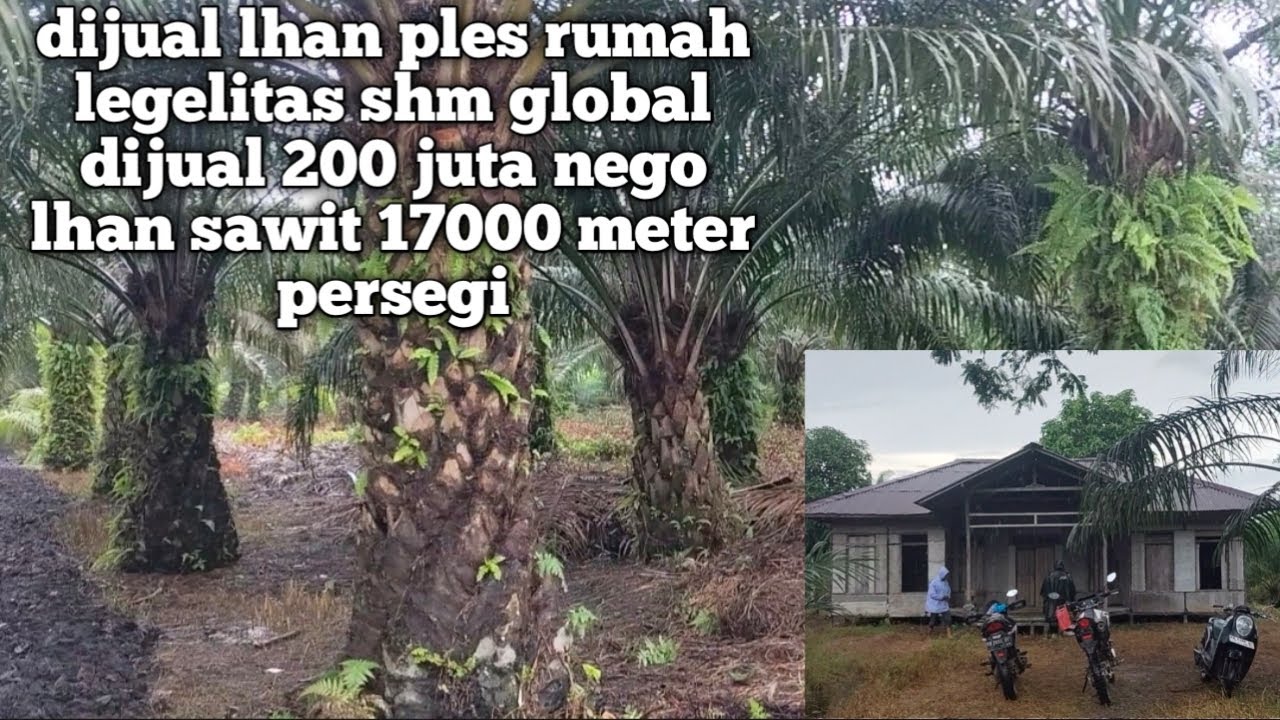 Dijual lhan ples rumah legelitas SHM global 200 juta nego sampai jadi