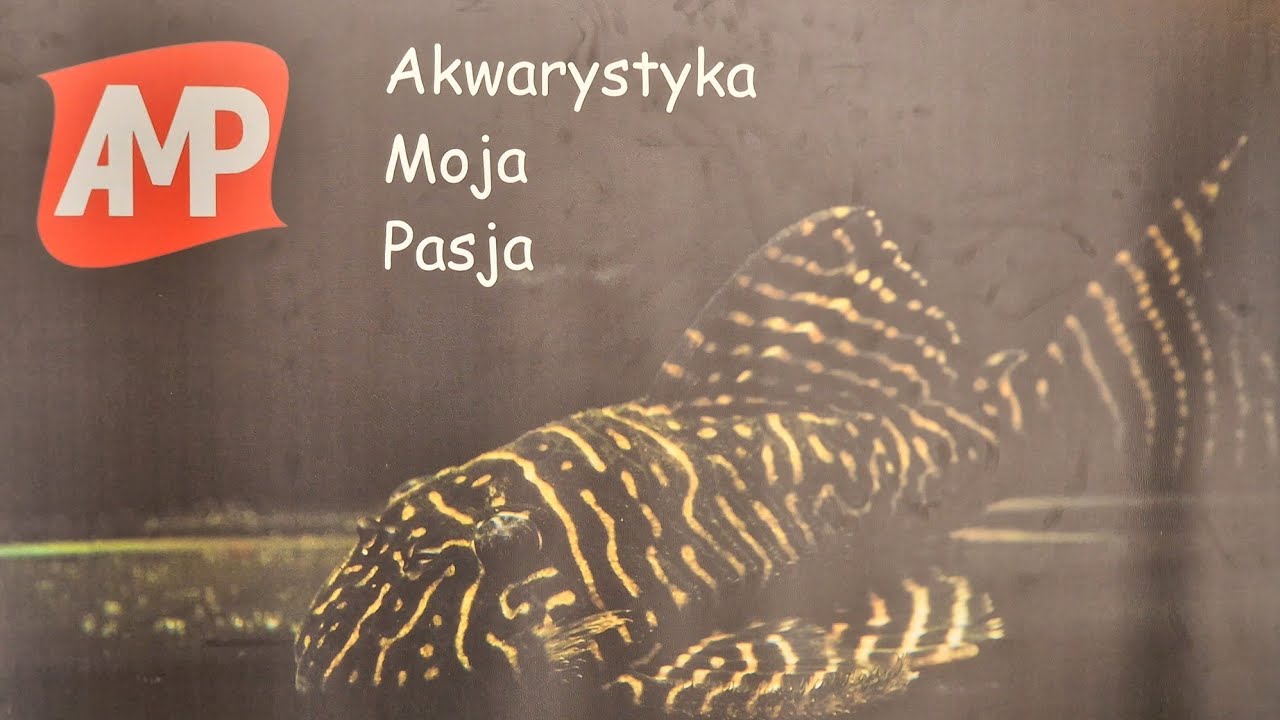 HODOWLA Maćka Koczko - musicie to zobaczyć!