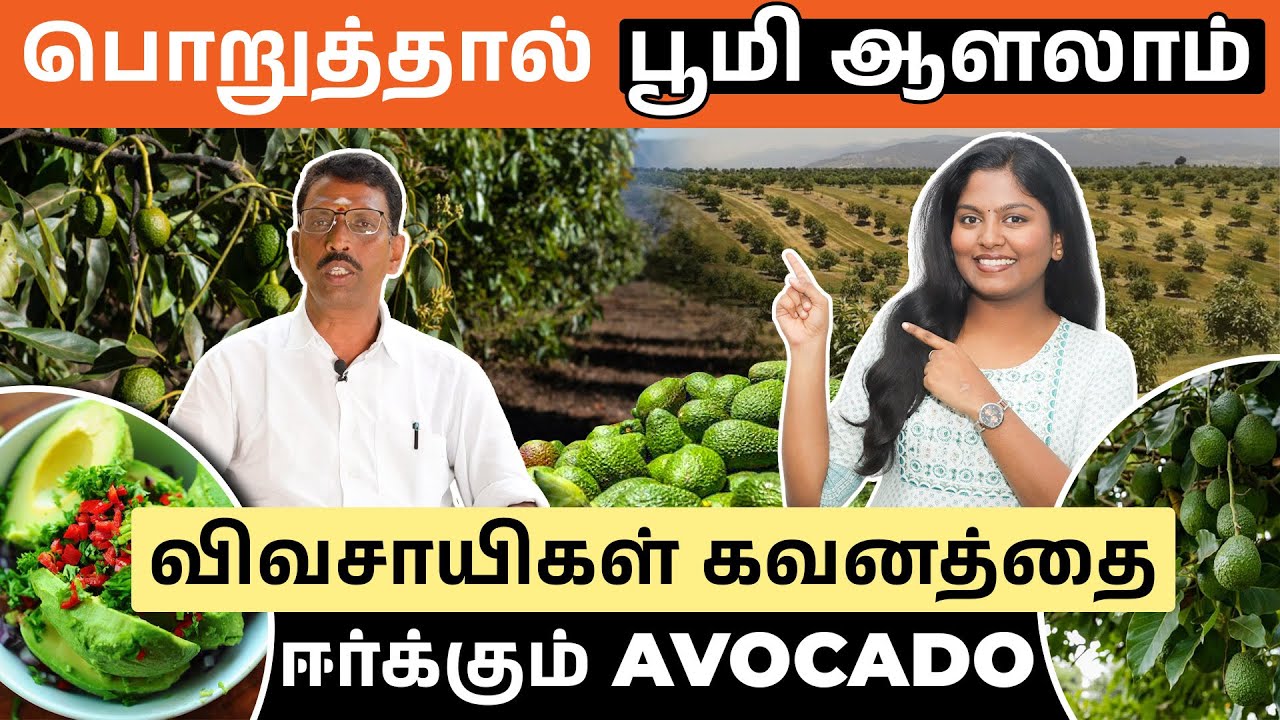 லட்சத்தில் லாபம் தரும் அவகேடோ விவசாயம் | Avocado Farming Ideas in Tamil
