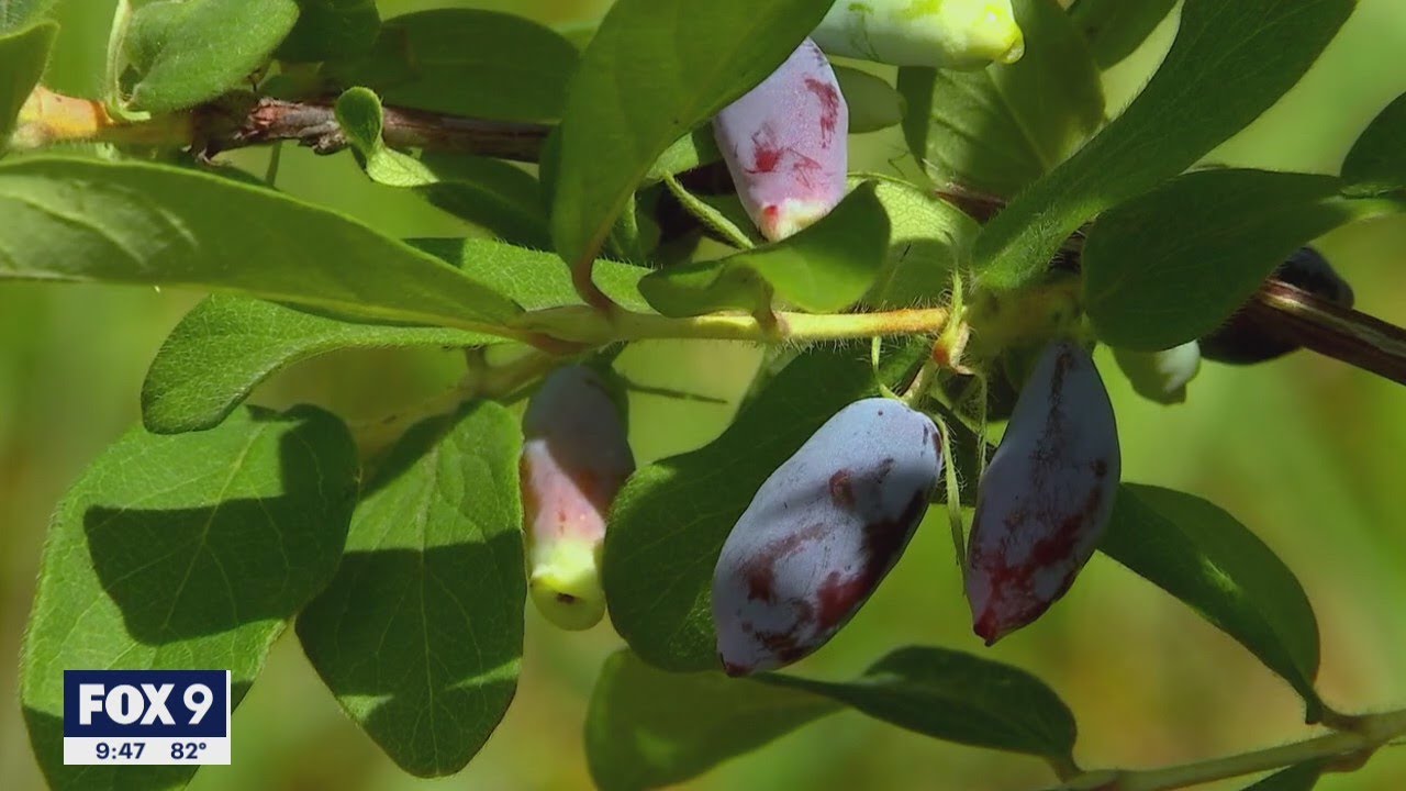 Honeyberries are a newer and unique-tasting fruit in Minnesota | FOX 9 KMSP