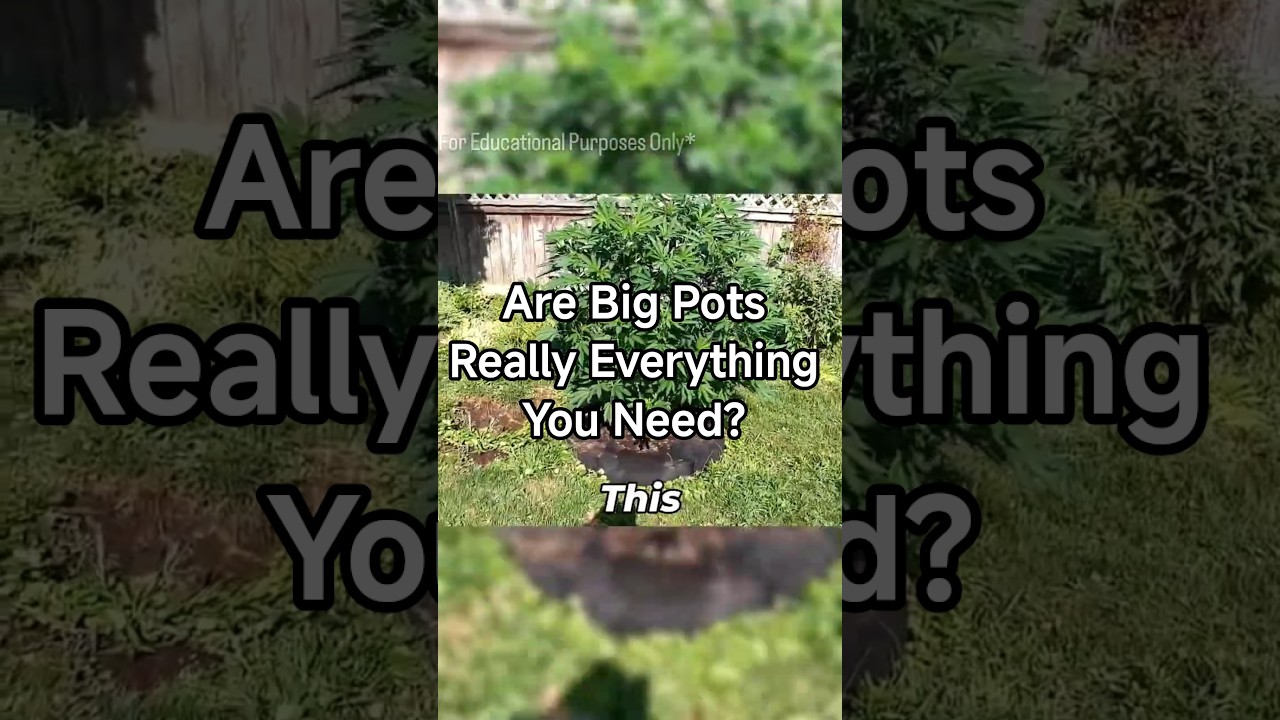 Big Plants in Small Pots? ✅ 15-Gallon Grow Tip | Credit Goes To:EyeSpyCannabis