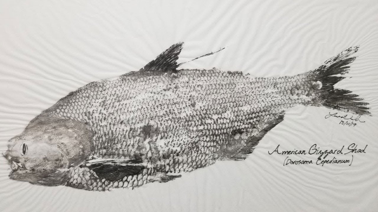 How to Mount a Fish Cheap & Easy - Gyotaku (Japanese fish printing) - Fish taxidermy