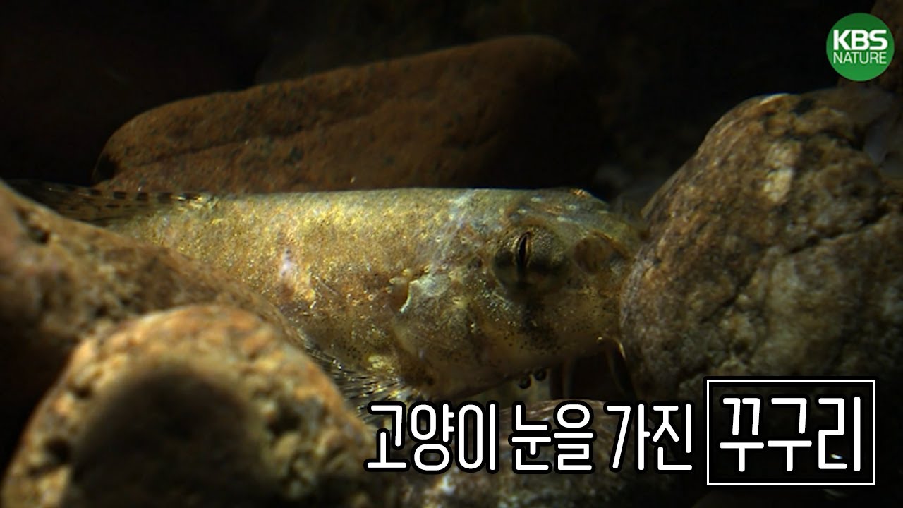 주변의 밝기에 따라 눈의 크기가 달라지는 물고기가 있다?!ㅣKBS 121226 방송