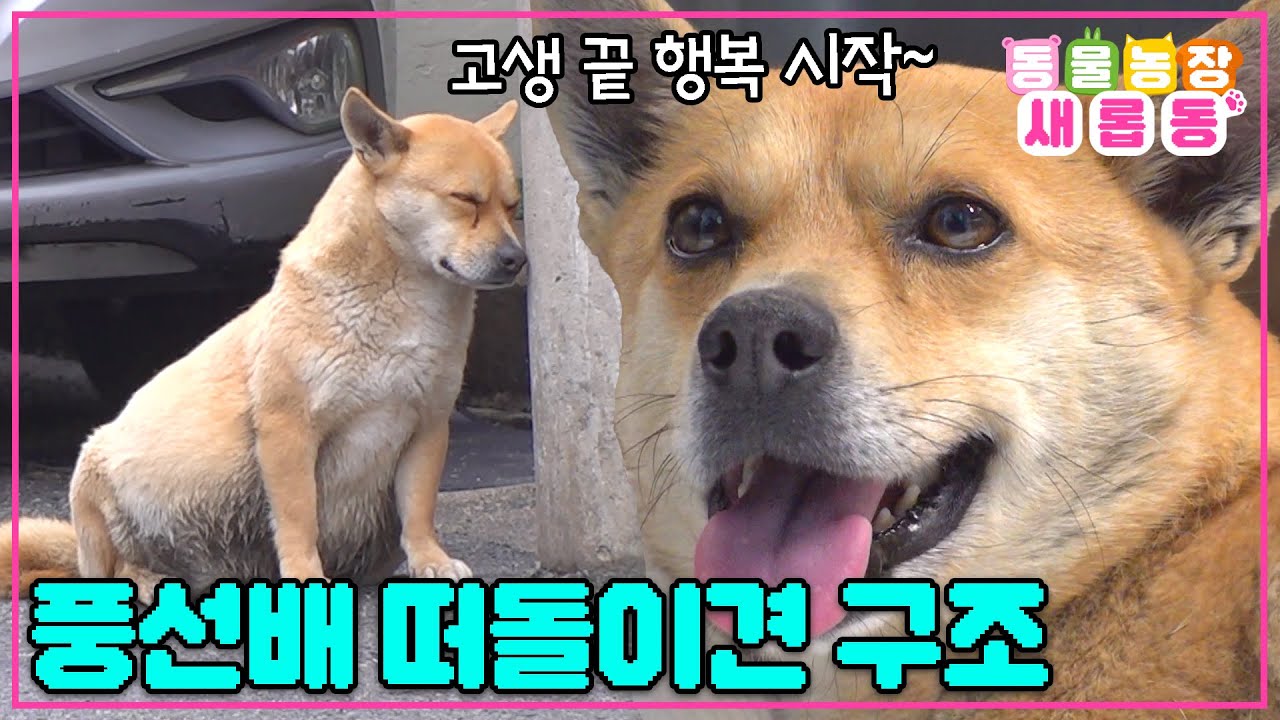 [#새롭동물농장] 확신의 ENFP 견공 등장!🤣 부푼 배를 이끌고 떠돌며 산책 메이트가 된 의문의 방울이 / EP.1162 #TV동물농장 #AnimalFarm #SBSstory