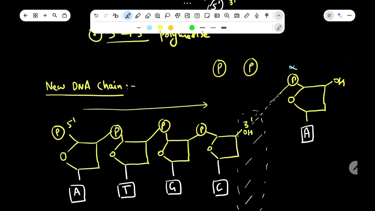 DNA Replication Mechanism | Step-by-Step Explanation