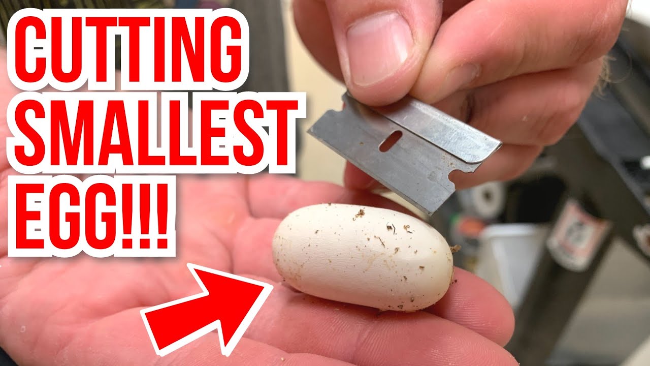 CUTTING THE SMALLEST SNAKE EGG EVER!! | BRIAN BARCZYK