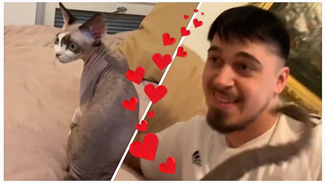 KÄÄRIJÄ playing with his CAT ❤️ (23 March 2023) Cute Cat Video CHA CHA CHA