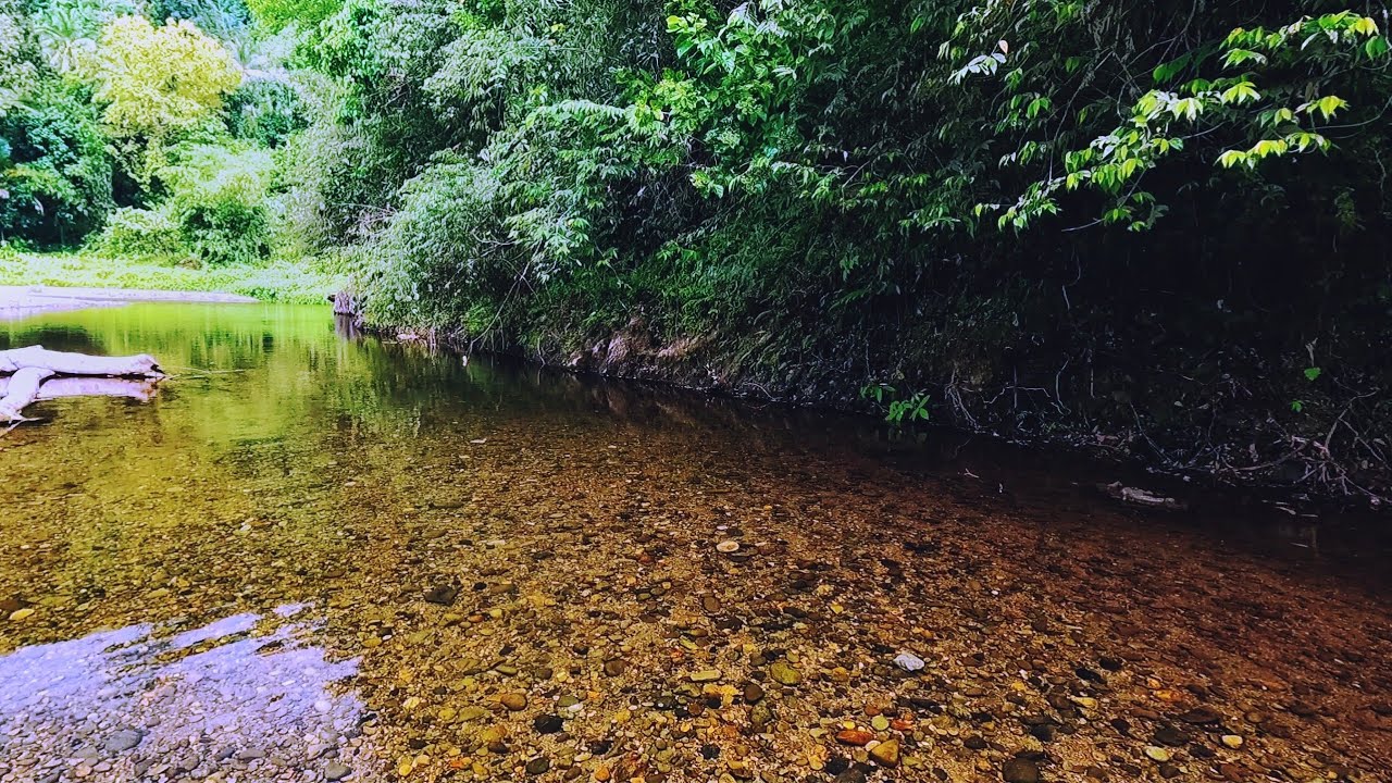 Relaxing Clear Stream | Peaceful River Sounds for Stress Relief