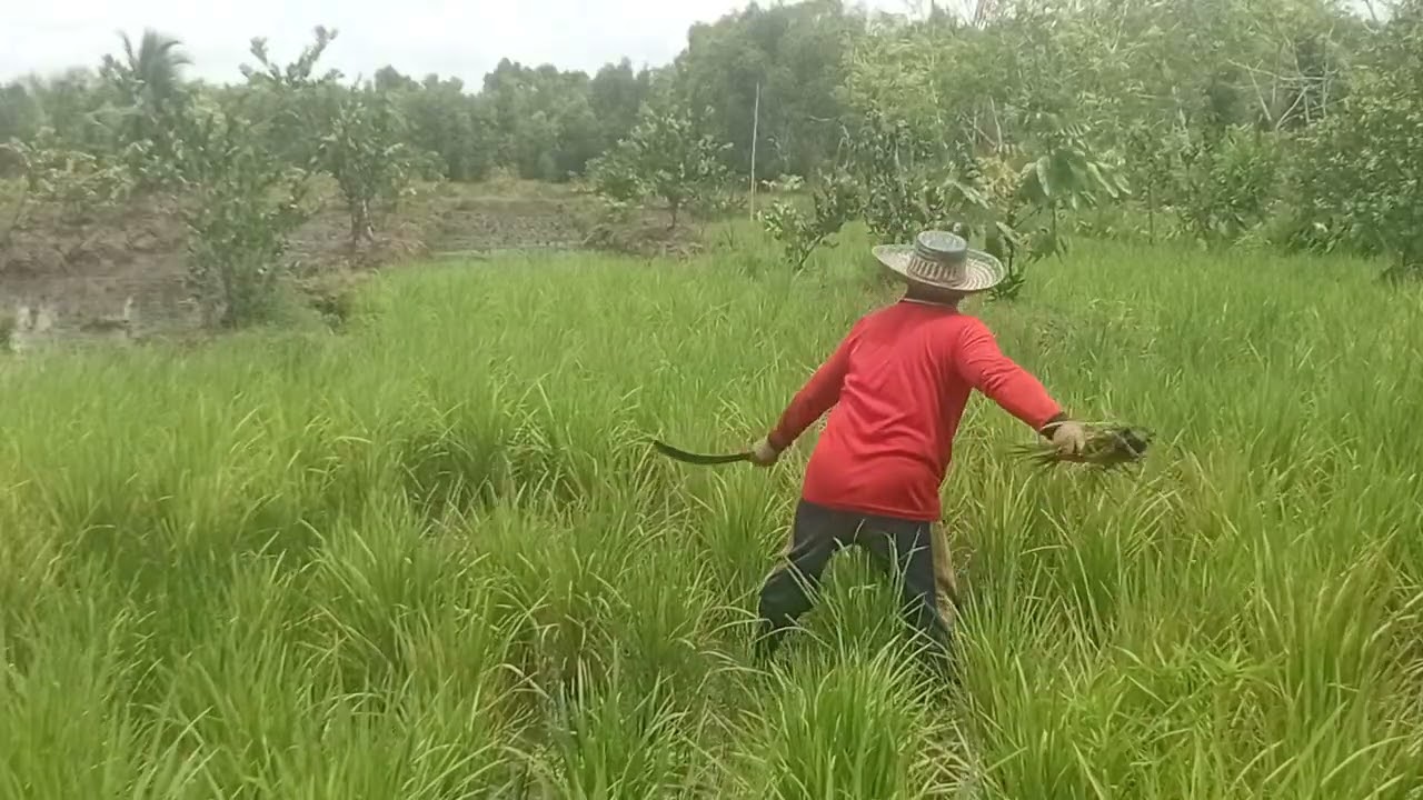 MEMPERSIAPKAN PERSEDIAN BERAS .DUNIA TDK BAIK BAIK SAJA AKIBAT PERANG ...