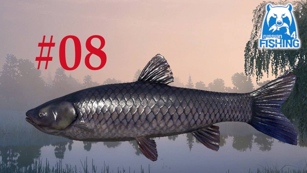 Russian fishing 4 - Walka z rybą - Amur Czarny | Black Carp | Jezioro Niedźwiedzie Bear Lake #08