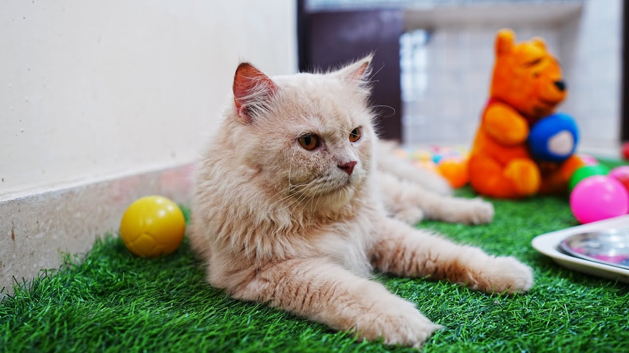 Malik & Mary │ We're Back! 🐾✨