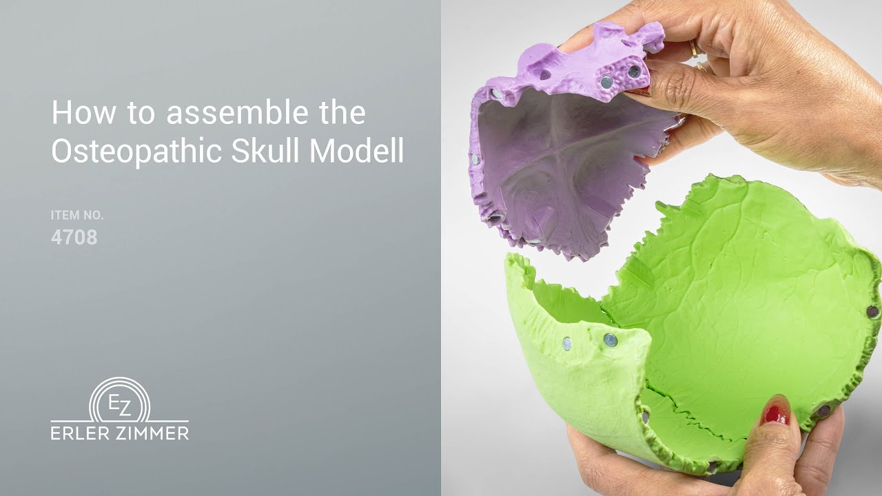 💪 How to Assemble the Osteopathic Skull Model (22-Part, Didactical Version)