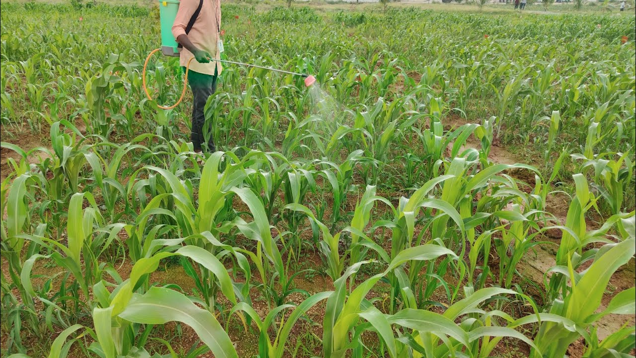 Mallareddy university  school of agriculture sciences #farming #hydroponics #kittumatrix00 