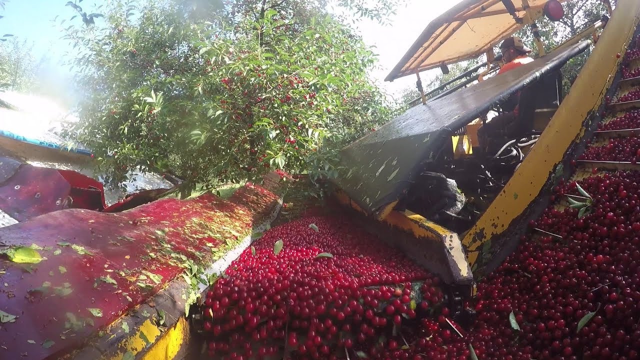 Michigan Cherry Harvest: Shake It Up!