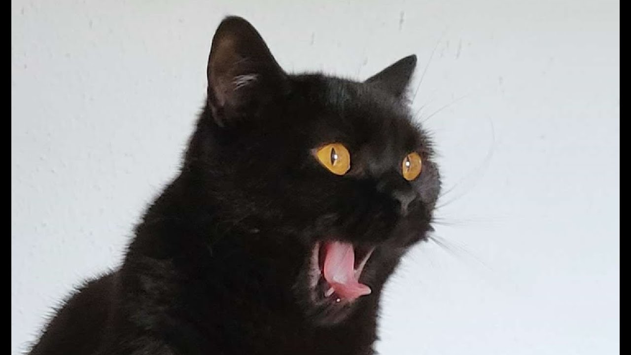 xX_Pr0Sn1per_HD_LP_TV_XxUwU