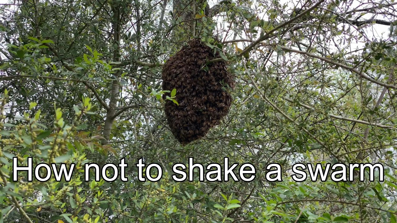 How Not To Shake a Swarm 3-21-2024