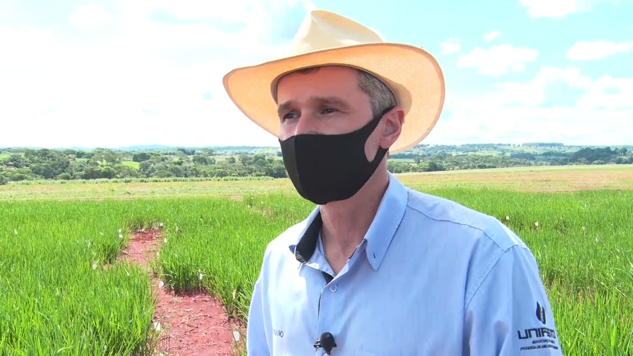 EMBRAPA desenvolve cultivar de arroz de sequeiro