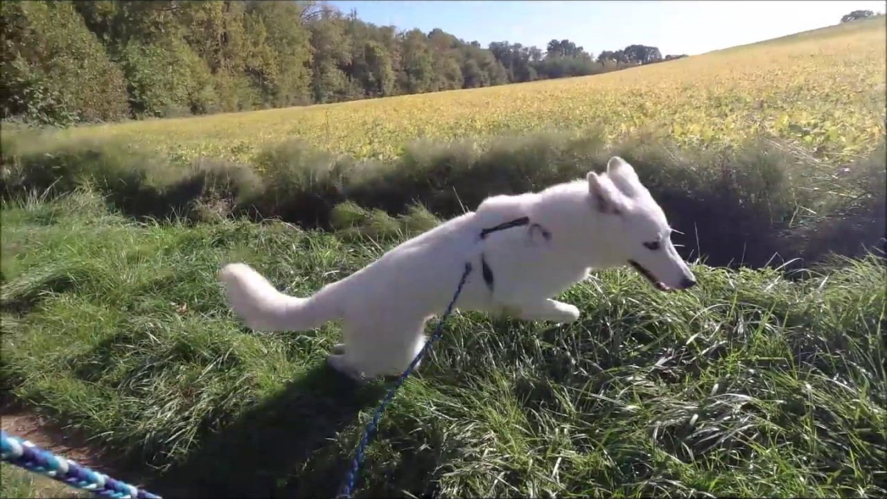Passeggiata con Pastore Svizzero Val Curone