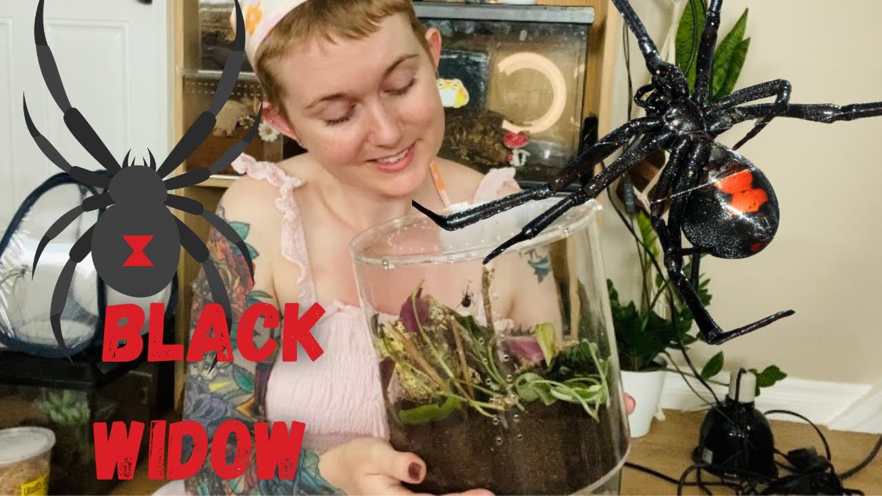 Pet Black Widow Spider gets Bioactive Enclosure