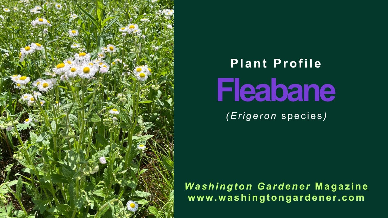 Fleabane Plant Profile