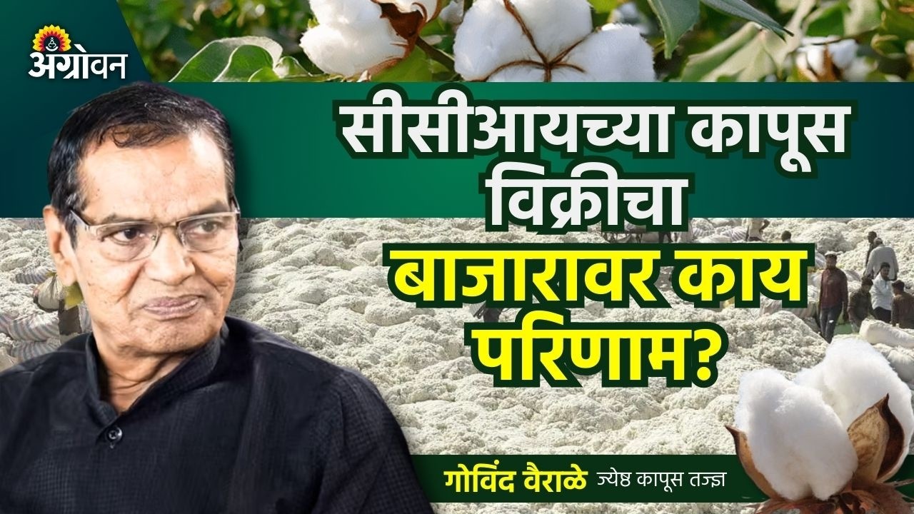 Cotton Rate: सीसीआयची कापूस विक्री, आयातीचा बाजारावर कसा परिणाम होणार ? | Agrowon