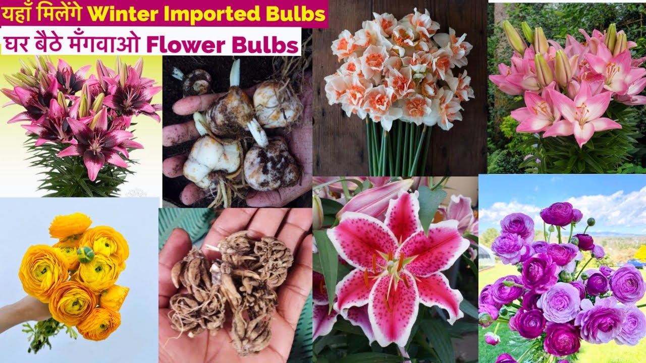 Winter में Imported Flower Bulbs कहां से खरीदे... || Winter Flower Bulbs 2024 #WinterBulbs