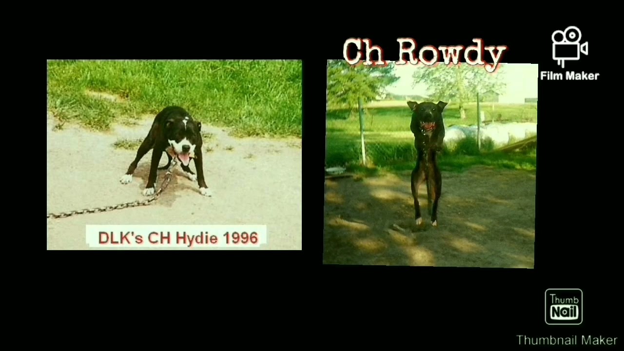 The Eli Family Gamedog's