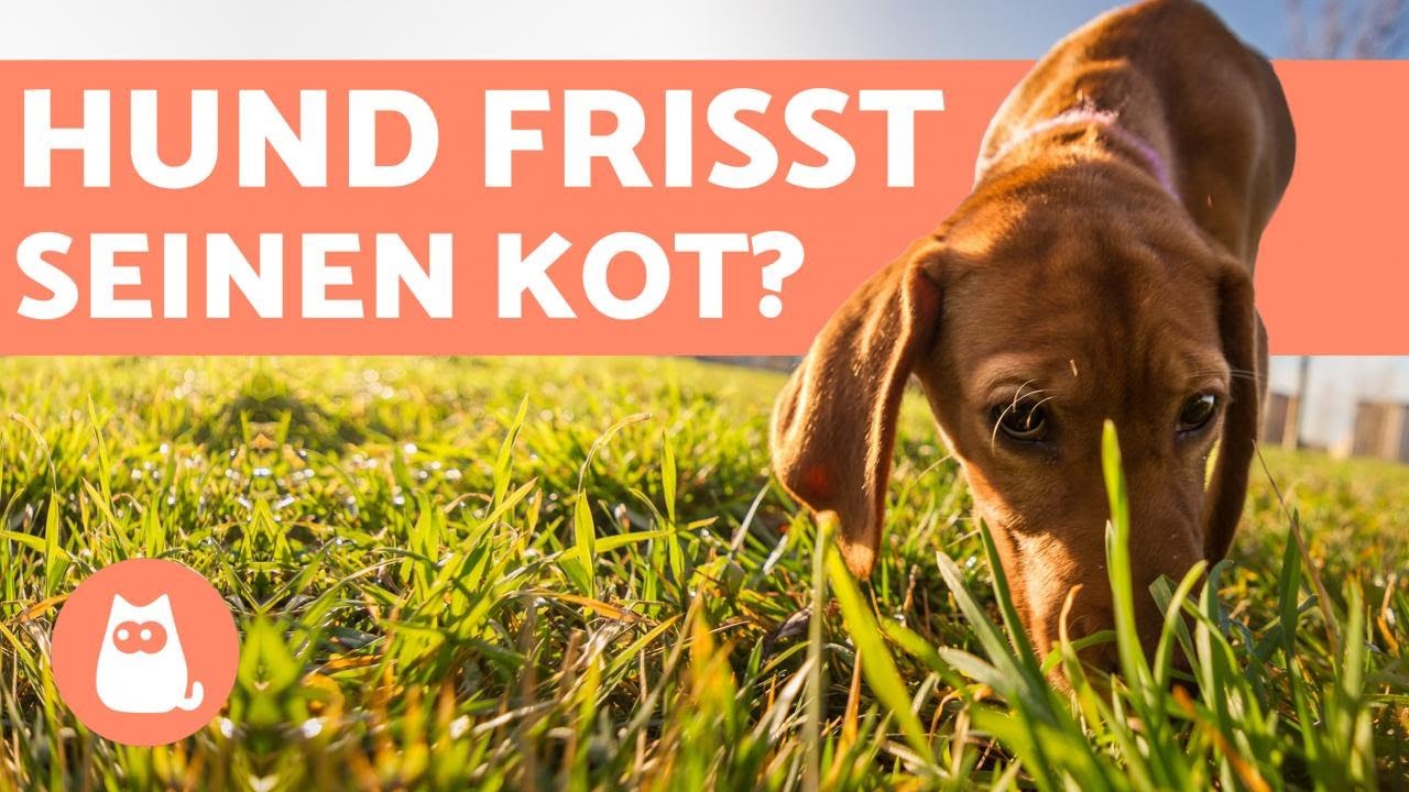 Warum fressen hunde kot? - Ursachen und Lösungen
