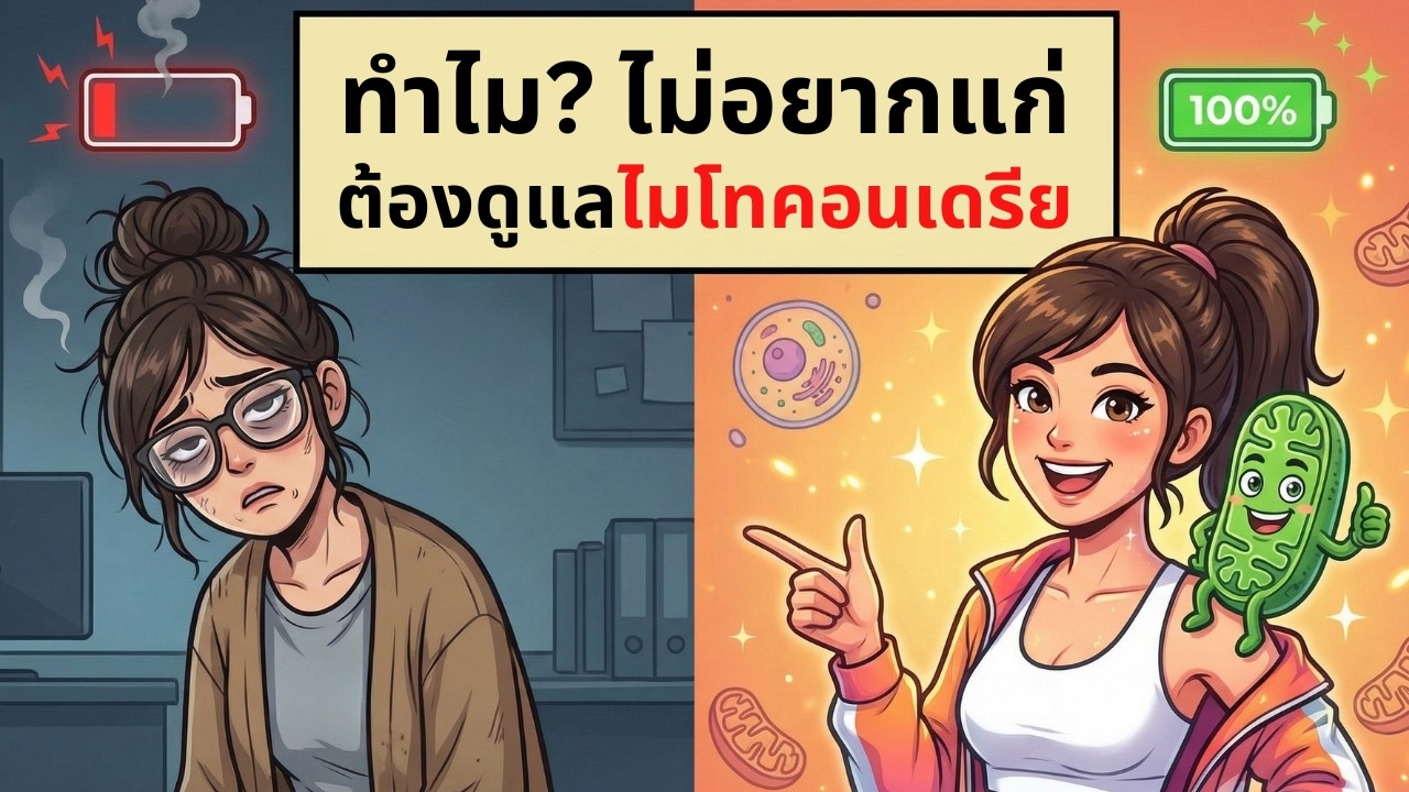 ทำไม? ไม่อยากแก่ ต้องดูแล ไมโทคอนเดรีย | เรื่องไม่รู้รอบตัว